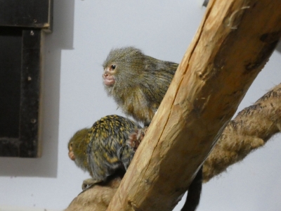 Ouistiti pygmée - De Zonnegloed - Refuge pour animaux